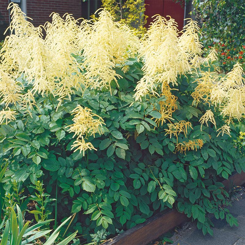 PERENN PLYMSPIREA