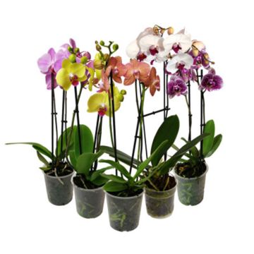 PHALAENOPSIS-ORKIDE 2 STÄNGLAD 12 CM