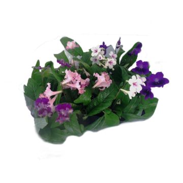 STREPTOCARPUS-KORNETTBLOMMA 12 CM