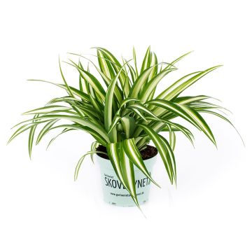 CHLOROPHYTUM-AMPELLILJA 12 CM