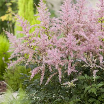 PERENN FJÄDERASTILBE