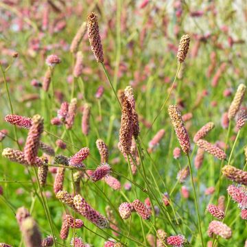 PERENN BLODTOPP PINK TANNA